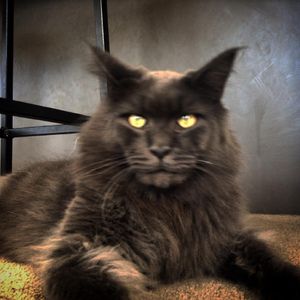 Is a mainecoon cat friendly?