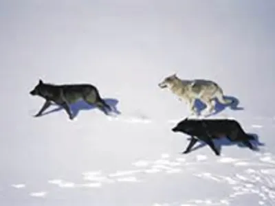 Are these wolves hunting, playing or travelling?