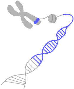 What is a gene?
