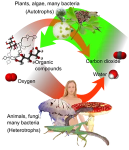 Where does most of a plant’s respiration occur?