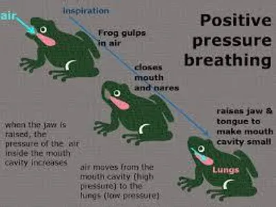 How do frogs typically breathe?