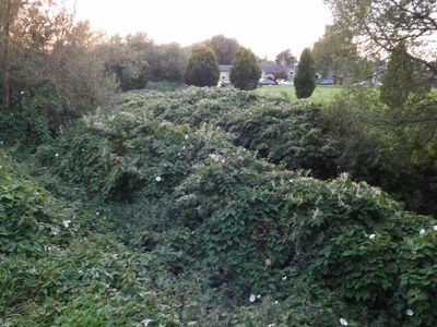 Which Knotweed species can spread by seed?