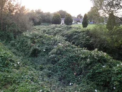 Which Knotweed species can spread by seed?