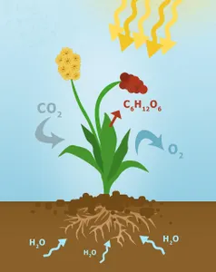 Which gas is released by plants during photosynthesis?