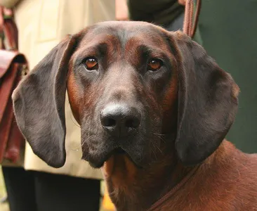 What the the name of this mountain dog