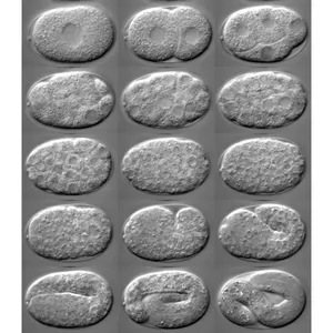 Which episode is commonly known as 'The One with the Embryos'?