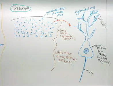 Which of the following is NOT a component of the central nervous system?