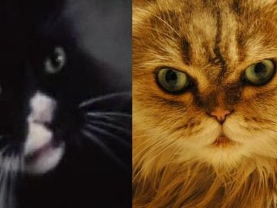 In The Hunger Games movie, Buttercup (the cat) is black, in Catching Fire, the movie, Buttercup is orange. What color is Buttercup in the books?