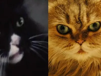 In The Hunger Games movie, Buttercup (the cat) is black, in Catching Fire, the movie, Buttercup is orange. What color is Buttercup in the books?