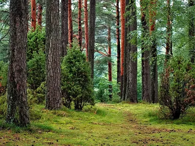 Forest