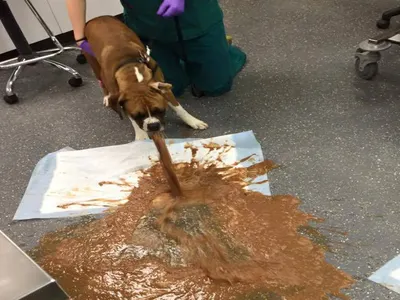 vomit