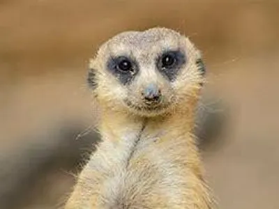 Meerkat