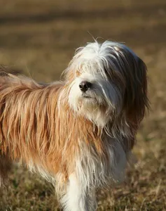 Shaggy dog: doesnt shower, does drugs