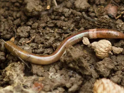 Worms