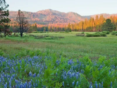 Meadow