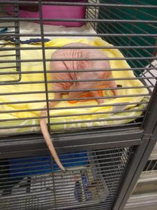 Rat