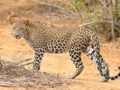 Leopard