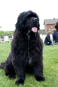 Newfoundland: eats kids, looks depressed but is really just tired, fat bastard wont stop eating kids