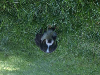 In the backyard! My baby needs to feel free and run like the wind.