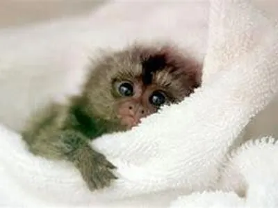 Monkey