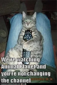 A cat