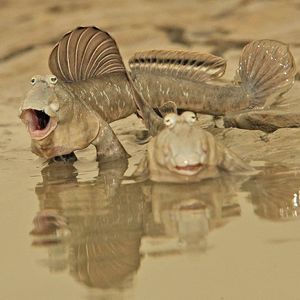Pogfish