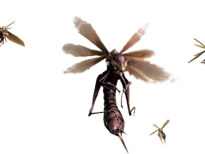 Vespoid