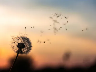 the wind