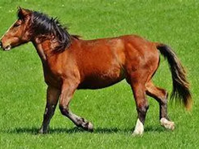horse