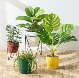 House Plants