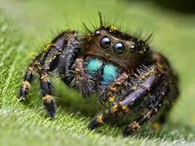 Spider