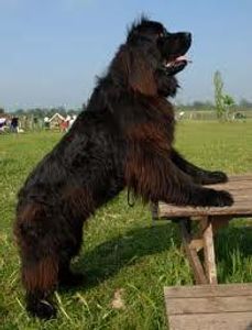 Newfoundland Newfoundland