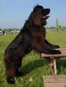 Newfoundland Newfoundland