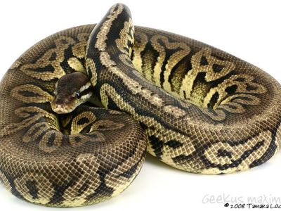 python python