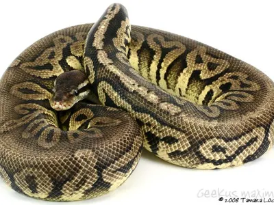 python python