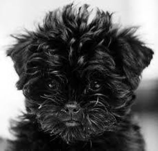 Affenpinscher Affenpinscher