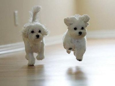 puppy300 puppy300