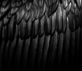 Black Feathers Black Feathers
