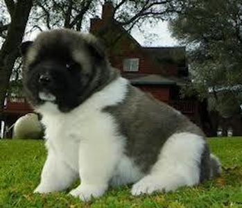 Please? Please?