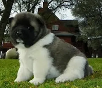 Please? Please?