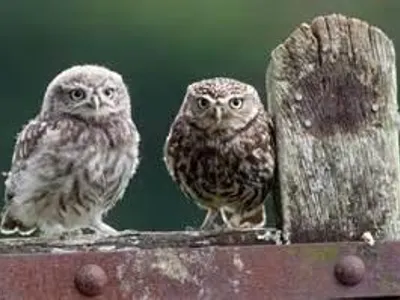 Chapter two: Two owls and a nervous aunt Chapter two: Two owls and a nervous aunt