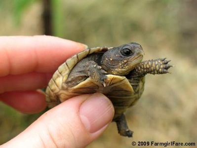 TurtleFluff TurtleFluff