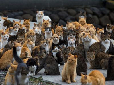 Cats of the Clans Cats of the Clans