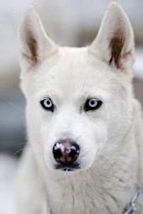Husky Blue Husky Blue