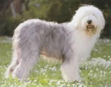 Old English Sheepdog Old English Sheepdog