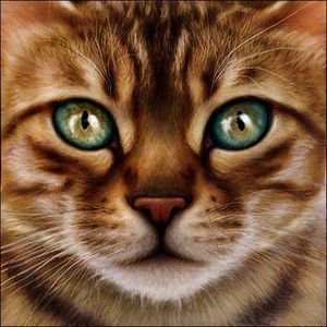 Medicine Cat Code Medicine Cat Code