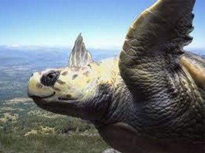 "Turtles can fly" "Turtles can fly"