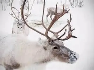 Chapter one: Reindeer racing and sugar cookies Chapter one: Reindeer racing and sugar cookies