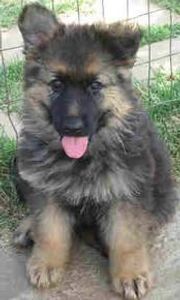Bears first walk. Bears first walk.