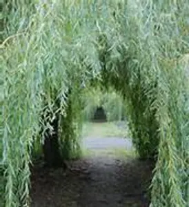 The Dragon and the Willow The Dragon and the Willow